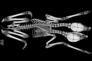 two-headed-fawn-embed