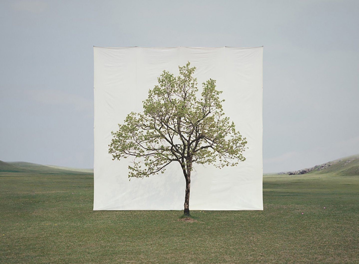 Portraits of Trees Framed with White Backdrops by Myoung Ho Lee