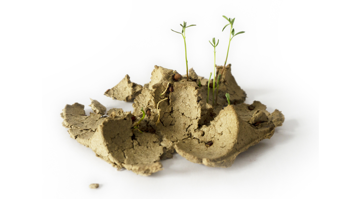 Biopack Egg Carton sprouting legumes