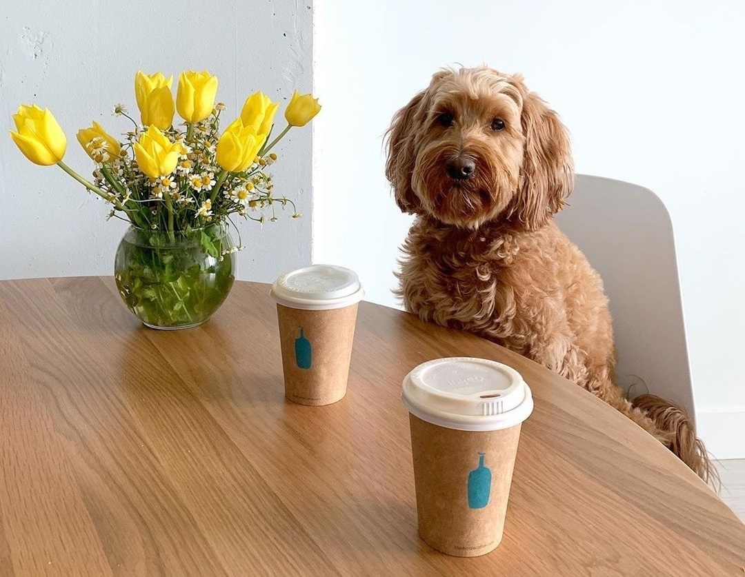 Blue Bottle is getting rid of single-use cups at one store