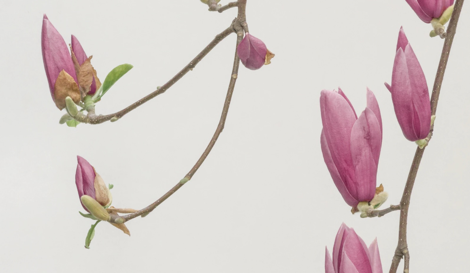 Chelsea Flower Show Online