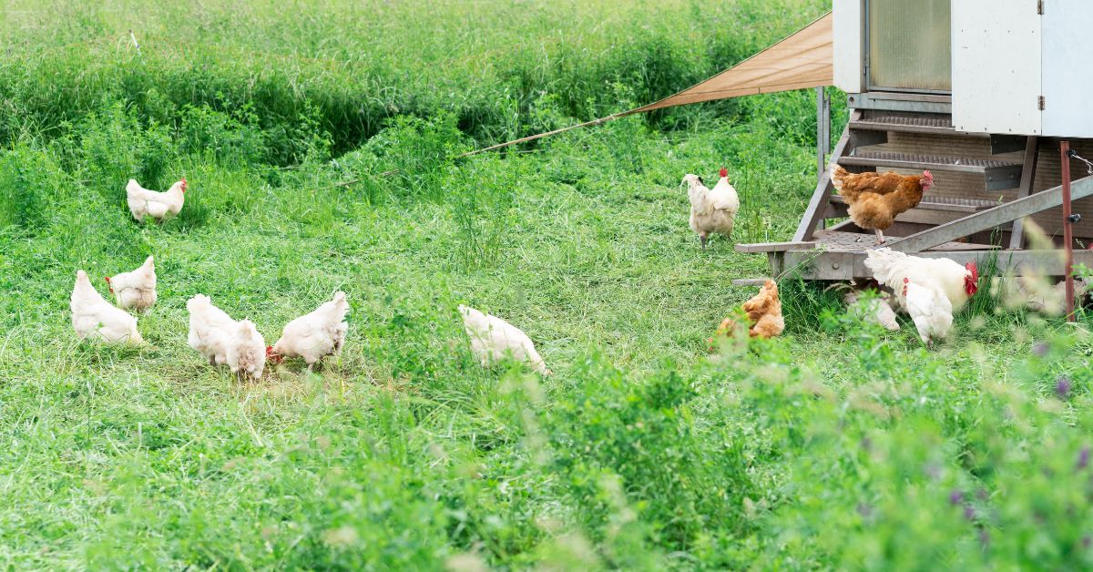 Ranch Sustainability