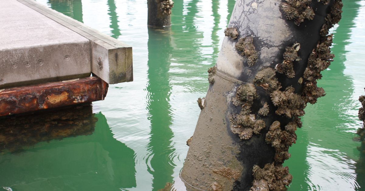 Biofouling Marine Systems
