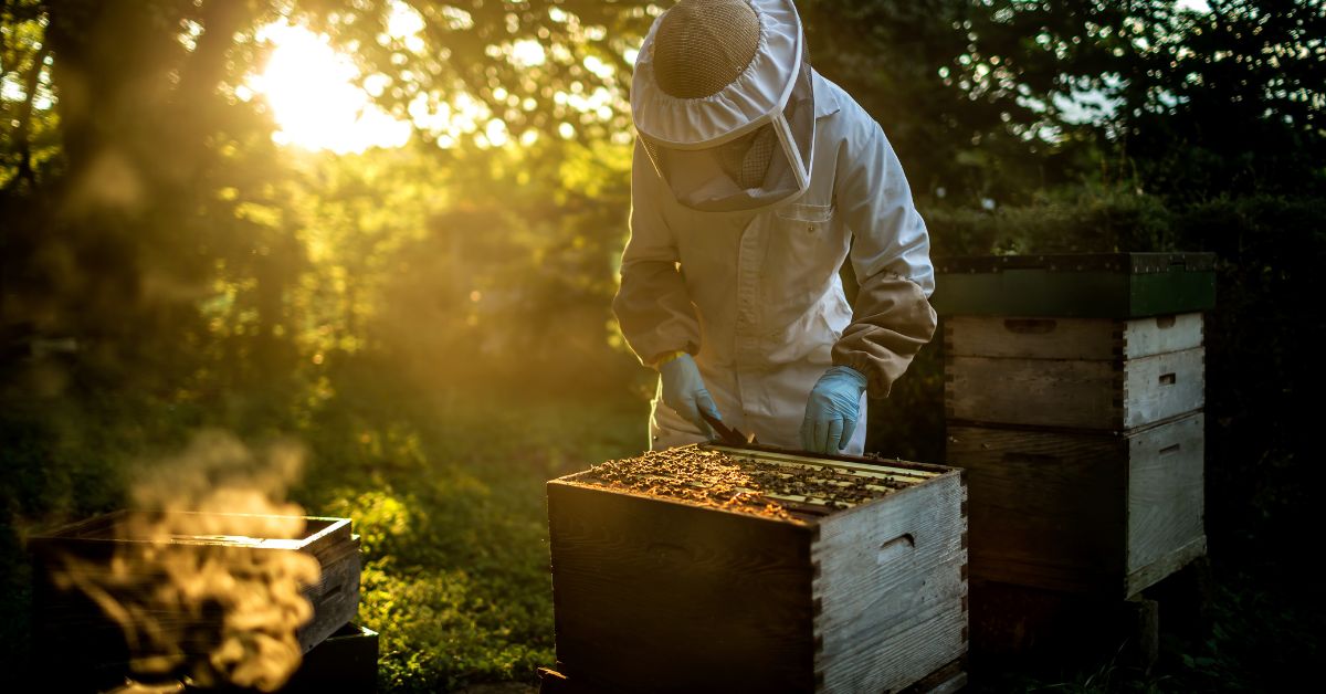 Beekeeping business